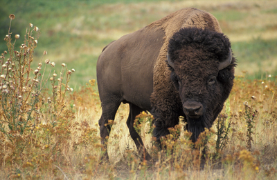 Perfect Camping Spots to Watch American Bison